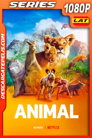 Animal (2021) Temporada 1 1080p WEB-DL Latino Animal (2021) Temporada 1 1080p WEB-DL Latino