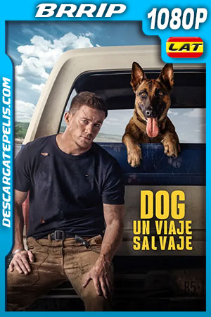 Dog: Un viaje salvaje (2022) 1080p BRRip Latino Dog: Un viaje salvaje (2022) 1080p BRRip Latino